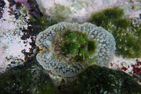 Umbrella slug-Umbraculum umbraculum at Bronte Pool, Sydney, NSW