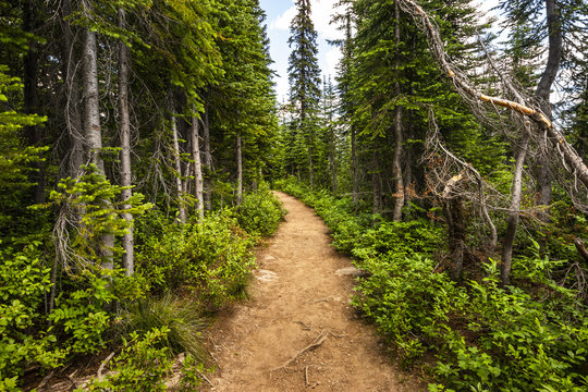 Hiking Trail Path Through Green Woods in the Mountains
