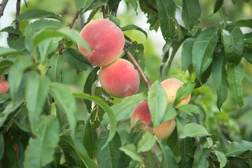 peach