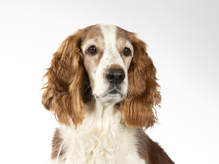 Welsh Springer Spaniel dog portrait, image taken in a studio with white background