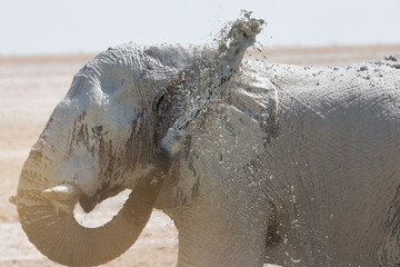 Africa: Namibia etosha