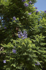 Jacaranda mimosifolia
