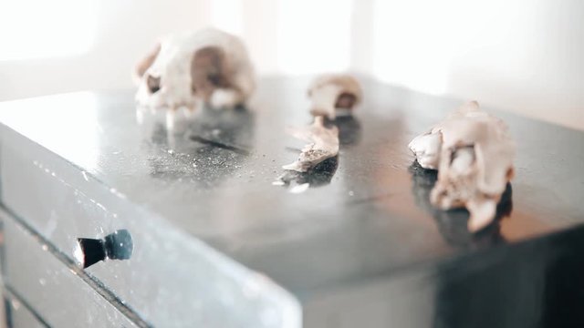 Cinematic animal skull skeleton bones