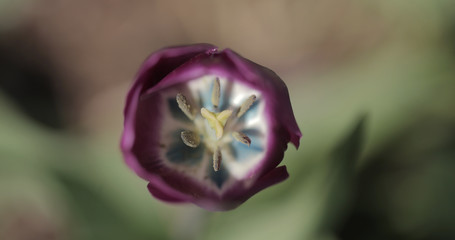purple tulip with yellow and black inside on a green background, outdoors on a sunny summer day...