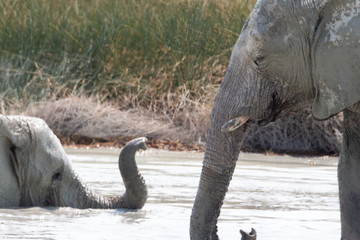 Africa: Namibia etosha
