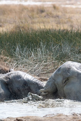 Africa: Namibia etosha