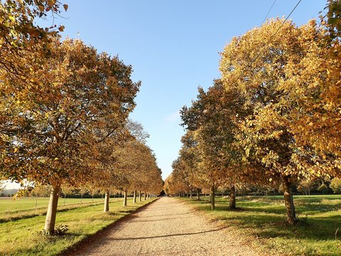 Tree lined avenue in autumn, Chenies, Buckinghamshire, UK