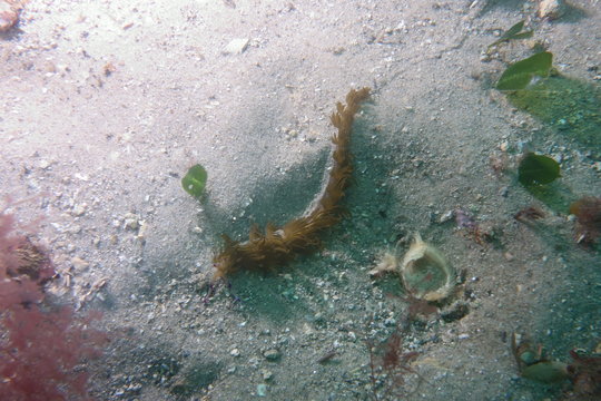 Branchia Bilder Durchsuchen 286 Archivfotos, und