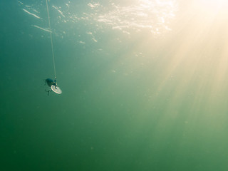 Minnow fishing lure swimming underwater