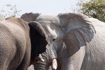 Africa: Namibia etosha