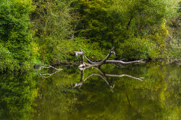 The strange figure in the water