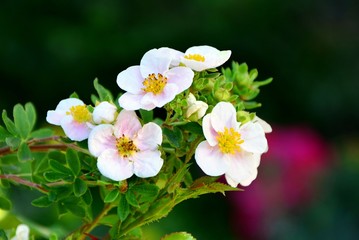 Fototapeta premium Flowers cinquefoil fruticosa at the time of flowering in the summer close-up.