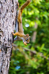 A squirrel posing for camera on a tree