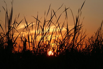 Atardecer en el campo