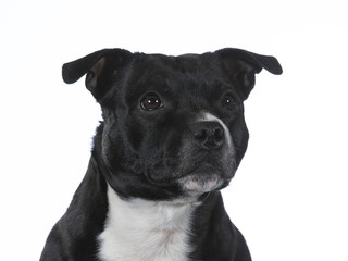 Amstaff portrait with a white background, isolated on white.