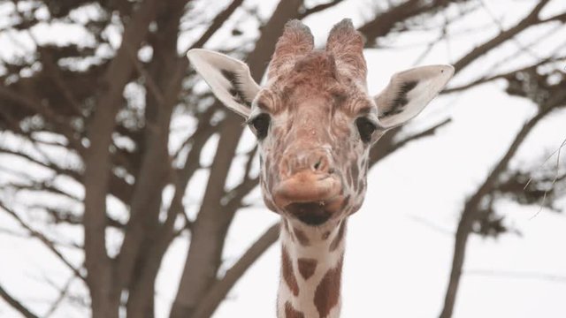 Giraffe closeup eating leaves in slow motion.