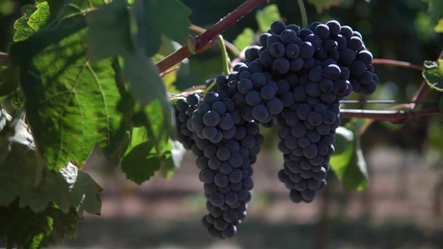 wide shot in slow motion of red grapes at vineyard