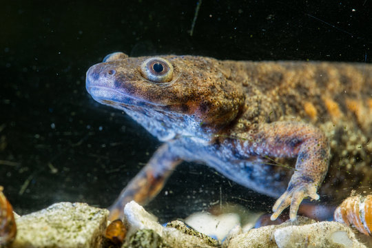 Spanish ribbed newt Pleurodeles waltl , also known as the Iberian ribbed newt. Wildlife animal