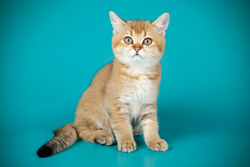 Scottish straight shorthair cat on colored backgrounds