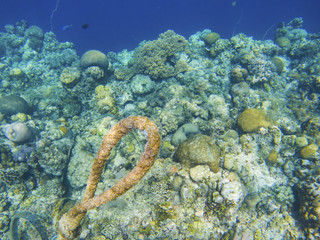 Coral reef diversity and boat anchor tackle. Coral reef underwater photo. Tropical sea shore snorkeling or diving.