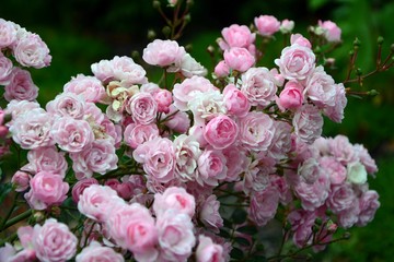 Branch with numerous flowers of pink delightful  rose "Тhe Fairy"  variety in the garden close-up.