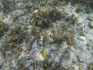 Striped puffer fish in seaweeds closeup. Coral reef underwater photo. Tropical sea shore snorkeling...