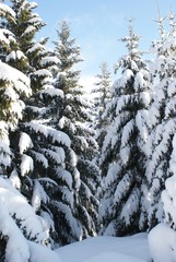 wintertime in Germany harz great weather for wintersports new snow