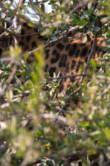 Africa: Namibia etosha