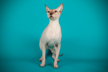 Don Sphinx cat on colored backgrounds