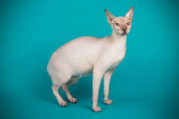 Don Sphinx cat on colored backgrounds