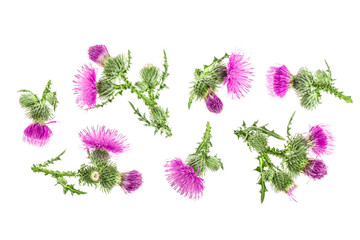 milk thistle flower isolated on white background with copy space for your text. Top view. Flat lay pattern