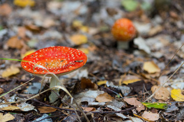 Poisonous mushroom mushroom..