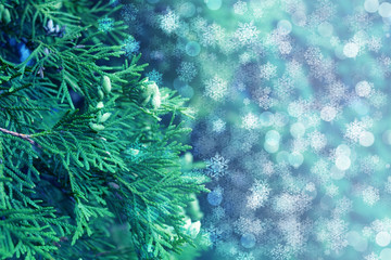 Fototapeta na wymiar Christmas festive background. Background of branches of thuja, snowflakes, glow, bokeh