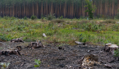 Forest with felled trees..