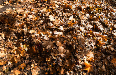 Autumn park lawn texture background