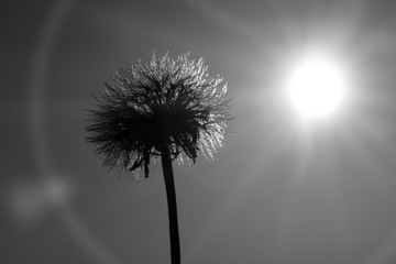 Fototapeta premium silhouette of dandelion on black background