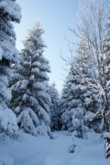 wood forest wit a lot of fresh snow while ski beautiful colorful view in winter in Germany Harz