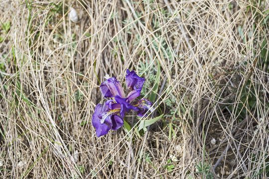 Blossoming blue iris on a mountain meadow.