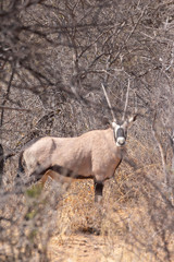 Africa: Namibia etosha