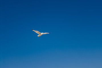 Fototapeta na wymiar Seagull in flight, Cape Cod, USA.