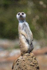 Naklejka na ściany i meble Standing meerkat, watching the surroundings.