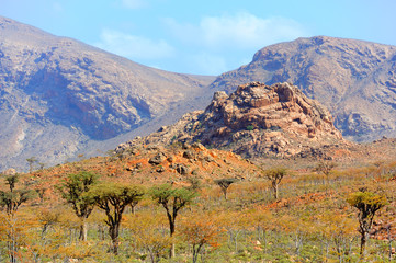  Pictorial landscape of the Socotra island,Yemen
