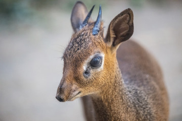Kirk's dik-dik (Madoqua kirkii), a small antelope.