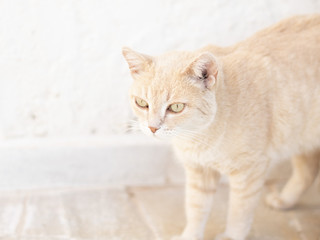 Fototapeta premium CAT