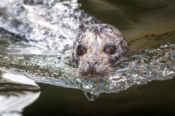 The harbor seal (Phoca vitulina), also known as the common seal, swimming in a water.