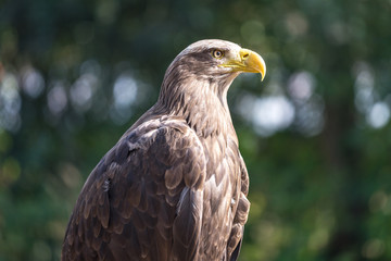 The white-tailed eagle (Haliaeetus albicilla), bird of prey sometimes known as the ern or erne.