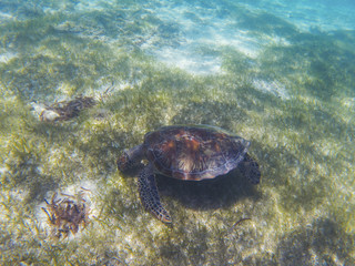 Fototapeta na wymiar Sea turtle in tropical seashore, underwater photo of marine wildlife. Sea turtle eats seaweed. Marine turtle undersea