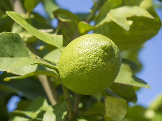 Close up lime or lemon tree, Citrus aurantifolia on the tree branche. Nature view Limes and leaf on blurred and bokeh blue sky beautiful green nature background. Selective focus