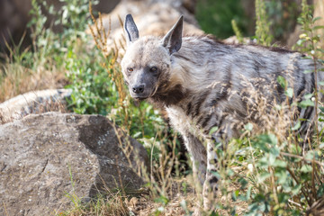 The striped hyena (Hyaena hyaena), wild beast.