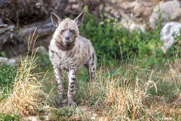 The striped hyena (Hyaena hyaena), wild beast.